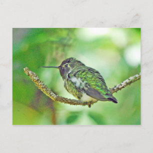 Hummingbird Vykort