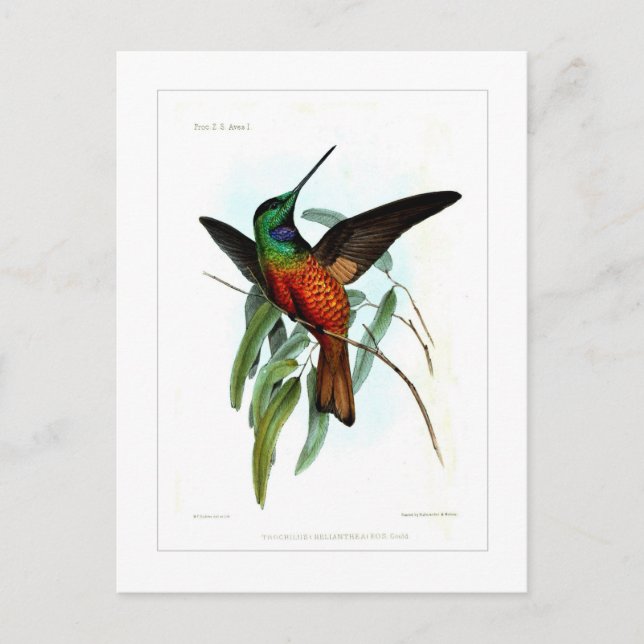 Hummingbird Vykort (Framsida)
