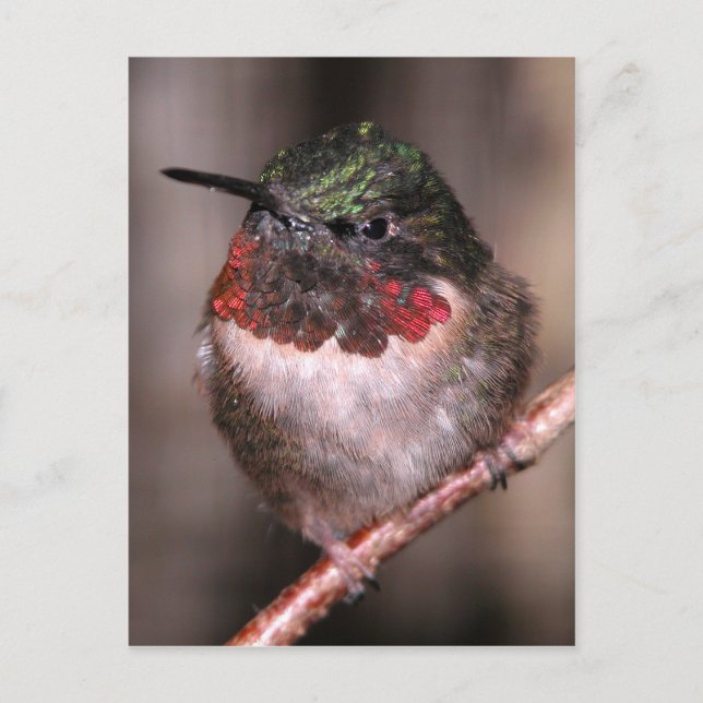 Hummingbird Vykort (Framsida)