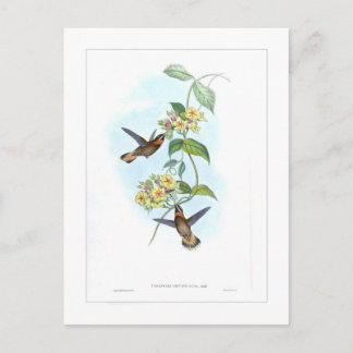 Hummingbird Vykort