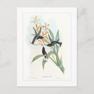 Hummingbird Vykort