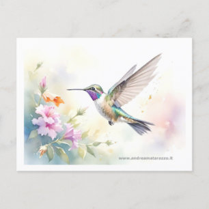 Hummingbird Vykort
