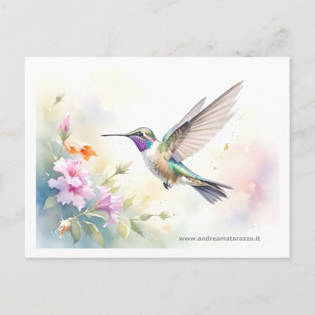 Hummingbird Vykort (Framsida)