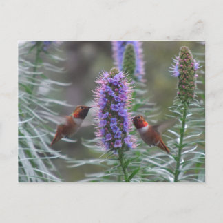 Hummingbird Vykort