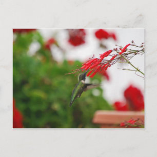 Hummingbird Vykort