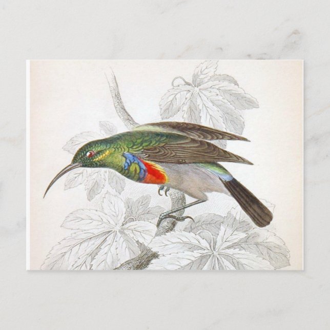 Hummingbird Vykort (Framsida)