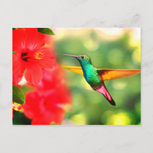 Hummingbird Vykort