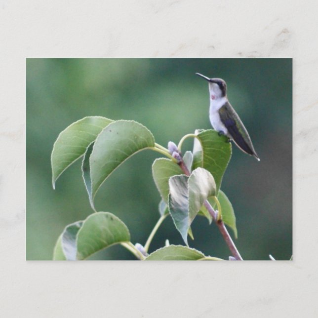 Hummingbird Vykort (Framsida)