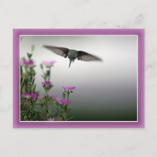 Hummingbird-vykort Vykort
