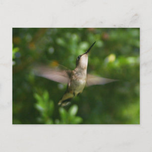 Hummingbird-vykort Vykort