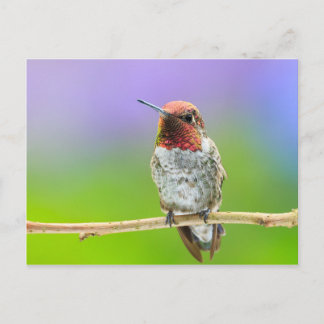 Hummingbird-vykort Vykort