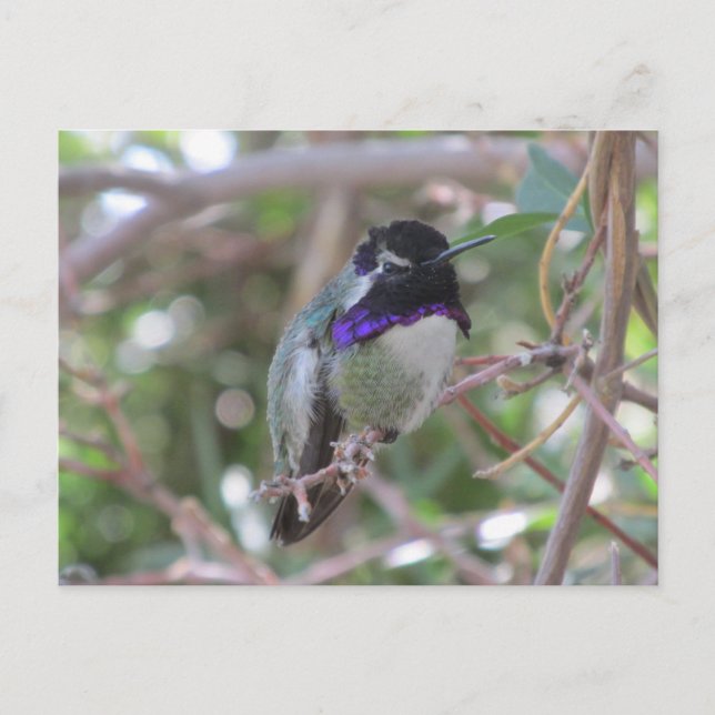 Hummingbird-vykort Vykort (Framsida)