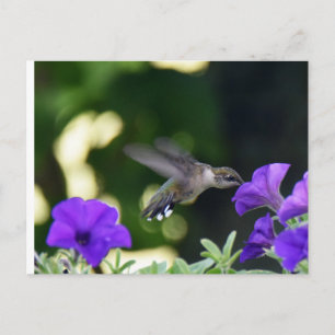 Hummingbird-vykort Vykort