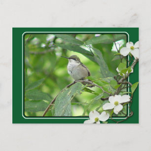 Hummingbird-vykort Vykort