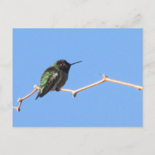 Hummingbird-vykort Vykort