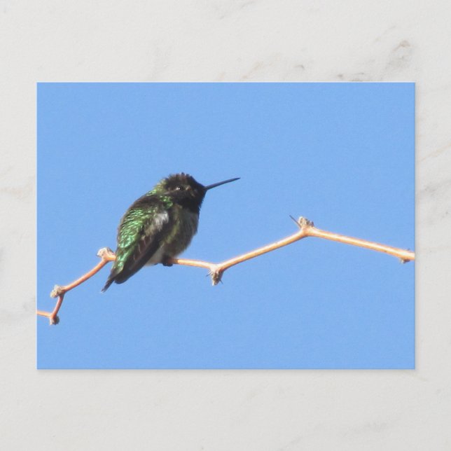 Hummingbird-vykort Vykort (Framsida)
