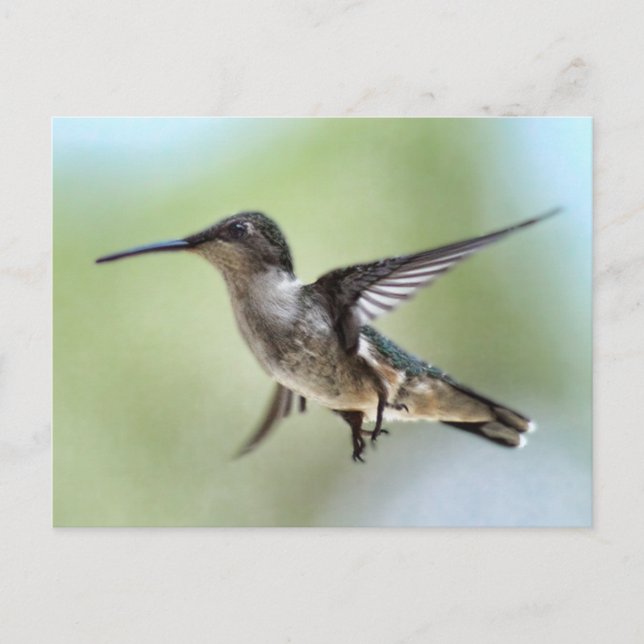 Hummingbird-vykort Vykort (Framsida)
