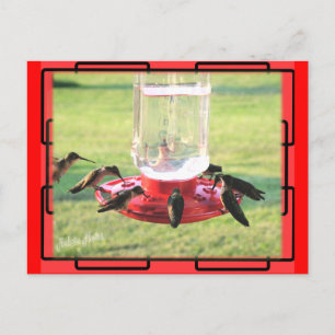 Hummingbird-vykort Vykort