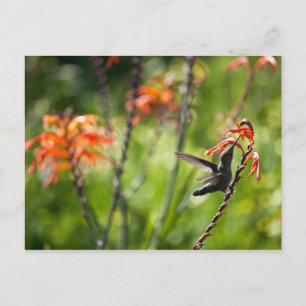 Hummingbird-vykort Vykort