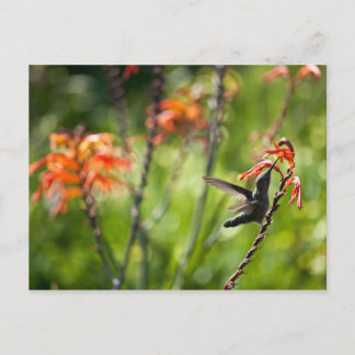 Hummingbird-vykort Vykort