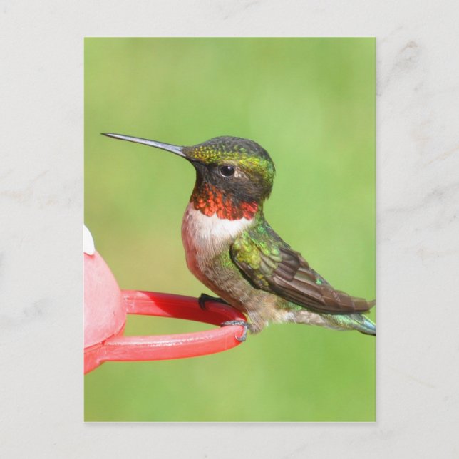 Hummingbird-vykort Vykort (Framsida)