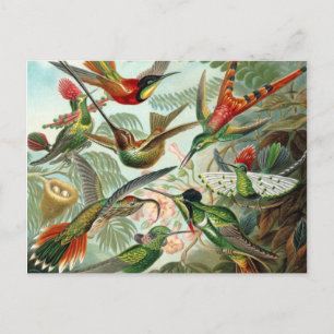 Hummingbird-vykort Vykort