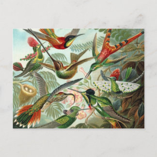 Hummingbird-vykort Vykort