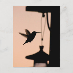Hummingbird-vykort Vykort