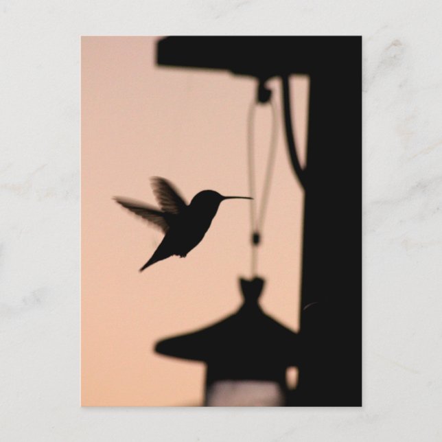 Hummingbird-vykort Vykort (Framsida)