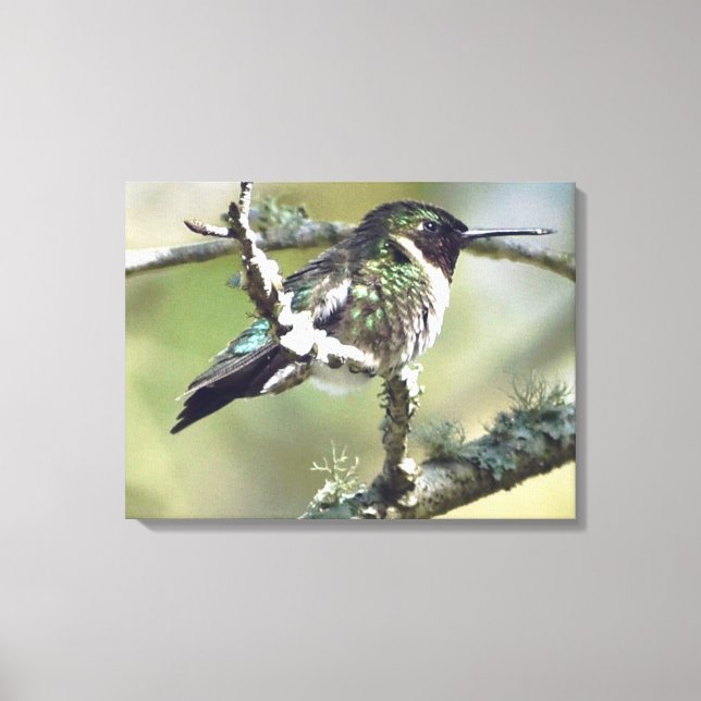 Hummingbird wall art Canvas (Framsida)