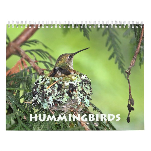 Hummingbird Wall Calendar Kalender (Omslag)