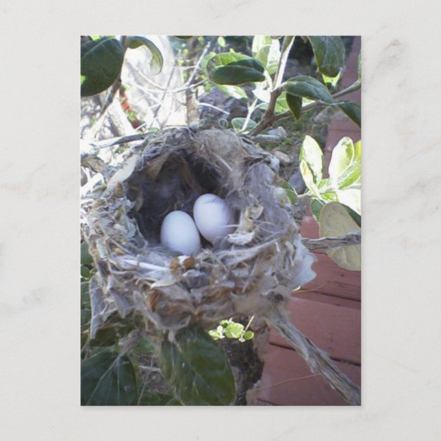 Hummingbirdägg Vykort (Framsida)