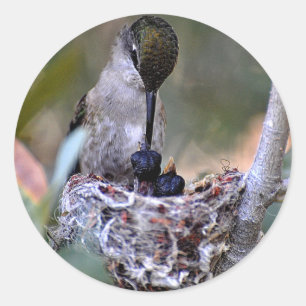 Hummingbirdbabyar Runt Klistermärke