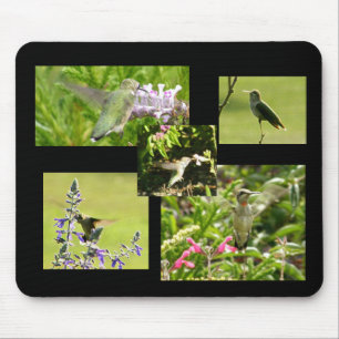 HummingbirdCollage Musmatta