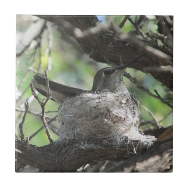 Hummingbirden bygga bo på kakelplatta (Framsidan)