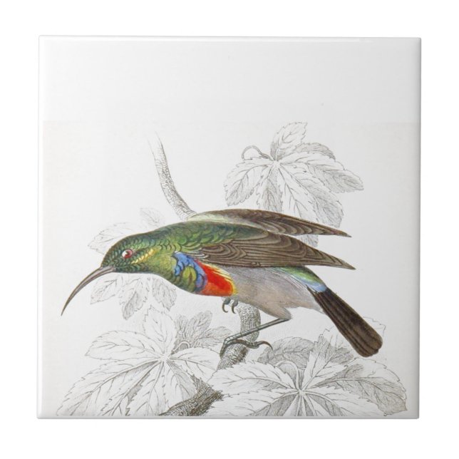 Hummingbirden Kakelplatta (Framsidan)