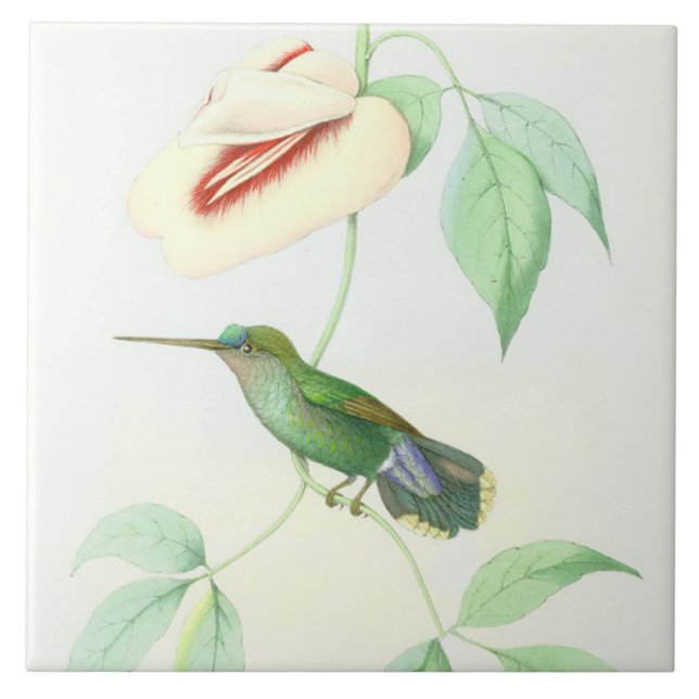 Hummingbirdfågeldjurlivet blommar blom- djur kakelplatta (Framsidan)