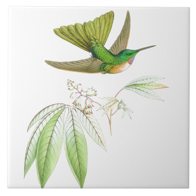 Hummingbirdfågeldjurlivet blommar blom- djur kakelplatta (Framsidan)