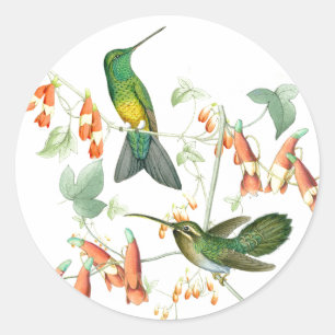 Hummingbirdfågeldjurlivet blommar blom- djur runt klistermärke