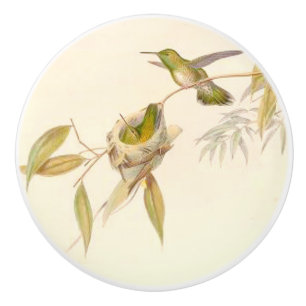 Hummingbirdfågeldjurlivet bygga bo den trädgård knopp