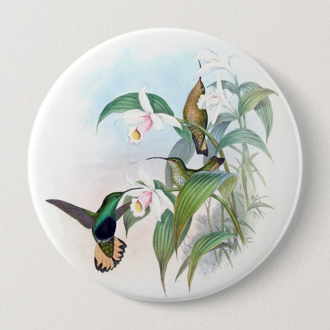 Hummingbirdfåglar som orchiden blommar djur, knapp (Framsida)