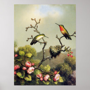 Hummingbirdfamilj- och Apple blommaraffisch Poster