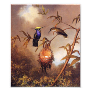 Hummingbirdfamiljtryck Fototryck