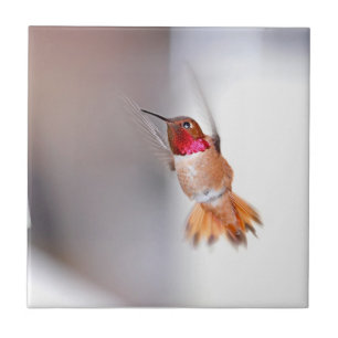 Hummingbirdflygfoto Kakelplatta