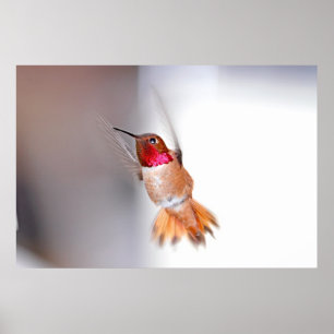 Hummingbirdflygfoto Poster