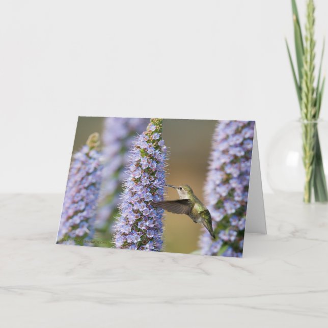 Hummingbirdfödelsedagkort Kort (Framsida)