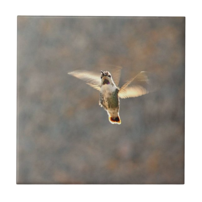 Hummingbirdfotoet belägger med tegel! kakelplatta (Framsidan)