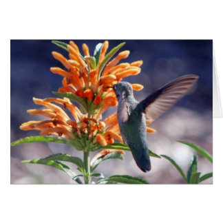 hummingbirdfröjd OBS kort