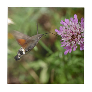 Hummingbirdhök-mal (den Macroglossum Kakelplatta