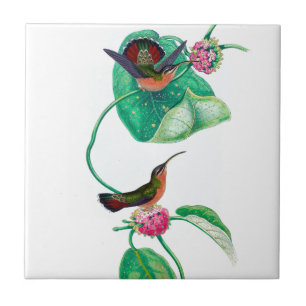 Hummingbirdkärlek Kakelplatta